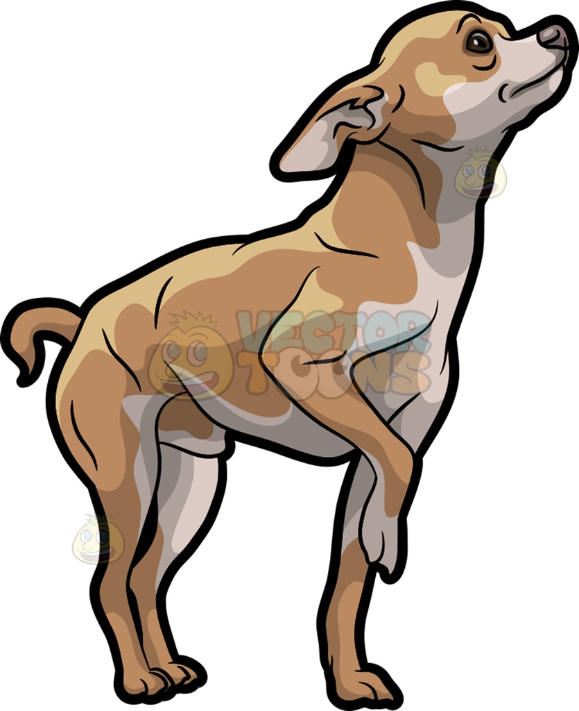 835x1024 Chihuahua Clipart Big Ear