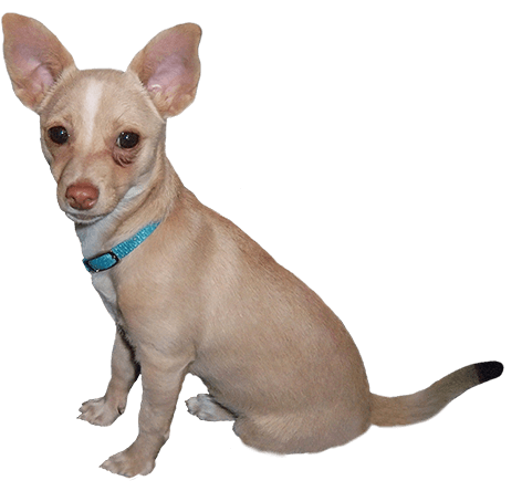 472x444 Dancing Chihuahua Cliparts 201308