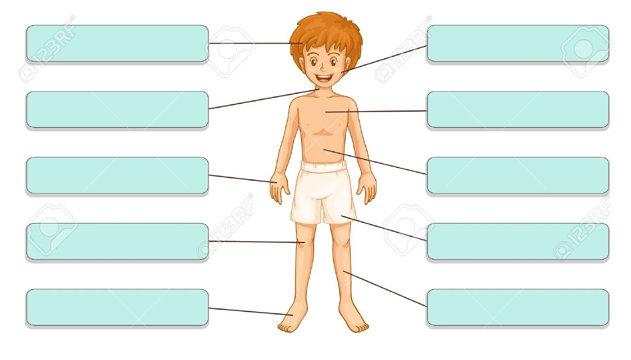 1300x742 Top 79 Body Parts Clip Art