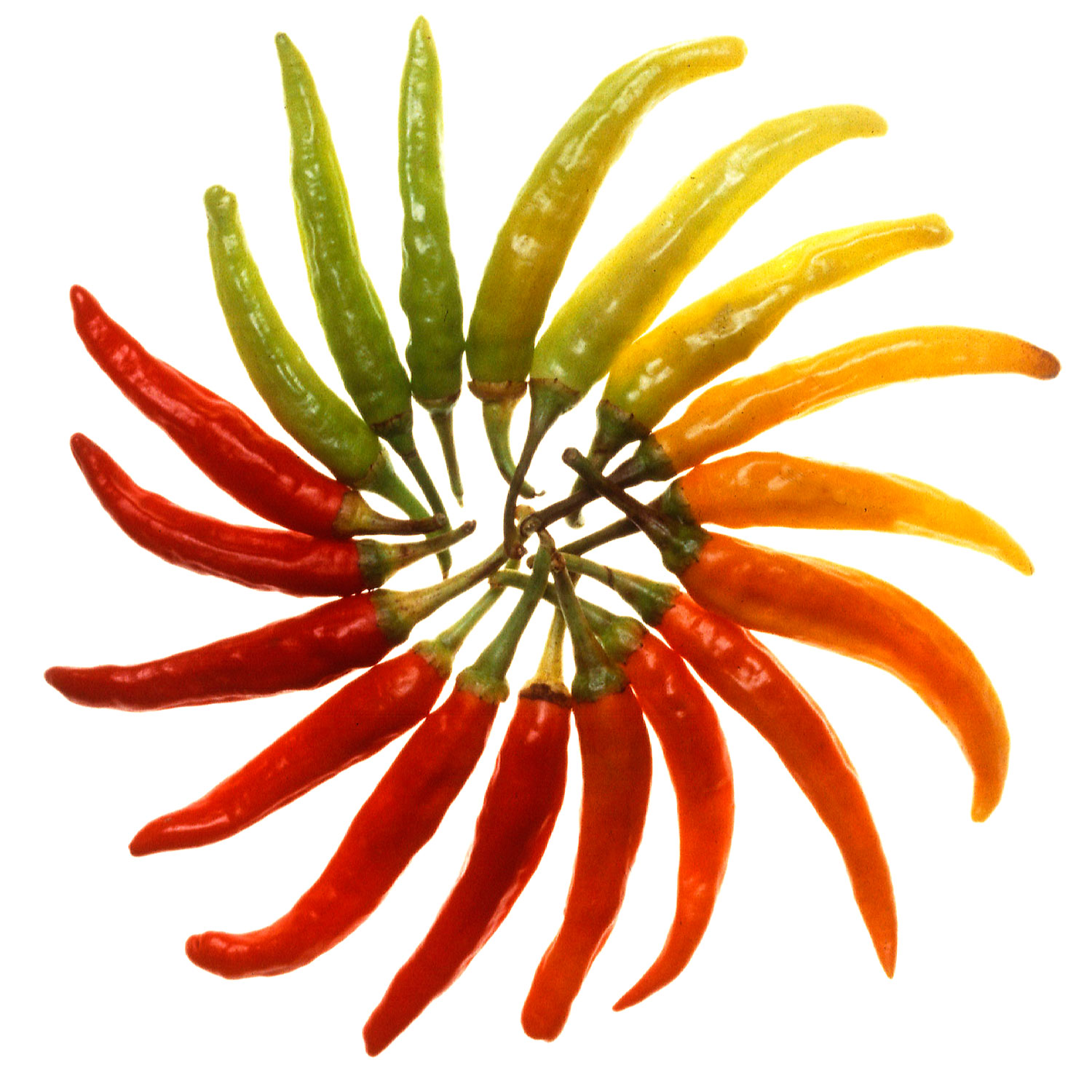 1500x1500 Chili Peppers. A Tasty Superfood.