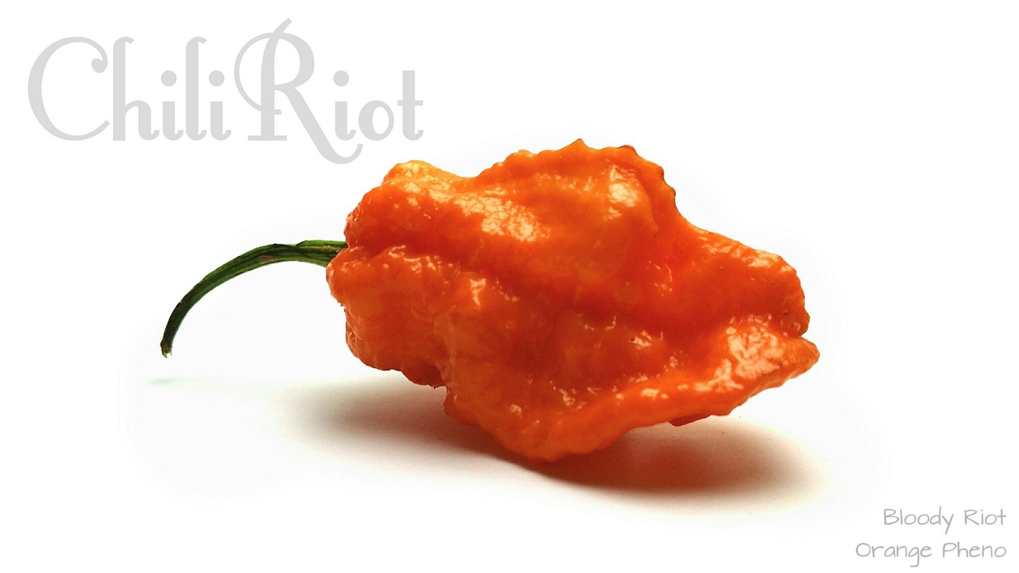 2000x1125 Chiliriot Pepper Seeds