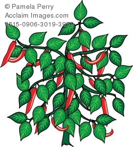 272x300 Art Illustration Of A Hot Chili Pepper Plant