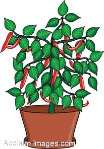 210x300 Clip Art Of A Pepper Plant In A Pot