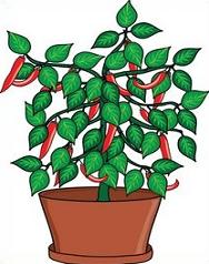 188x238 Free Chili Pepper Plants Clipart