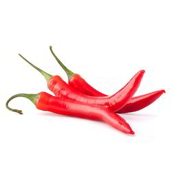 250x250 S273 Wrinkle Chilli