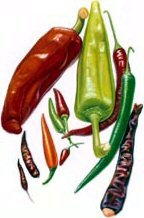 144x218 Chilli Medicinal Plants, Herbs, Spices