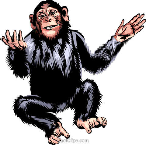 480x476 Chimpanzee Royalty Free Vector Clip Art Illustration Anim0286
