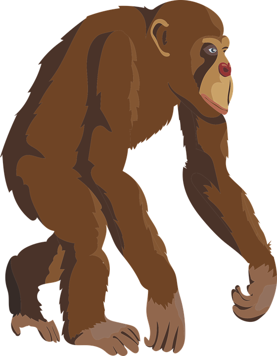 560x720 Chimpanzee Clipart Brown Monkey