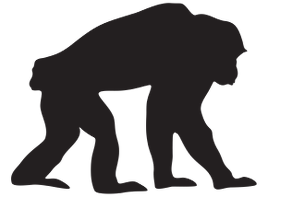 589x399 Top 91 Chimpanzee Clip Art