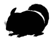 170x136 Chinchilla Clip Art