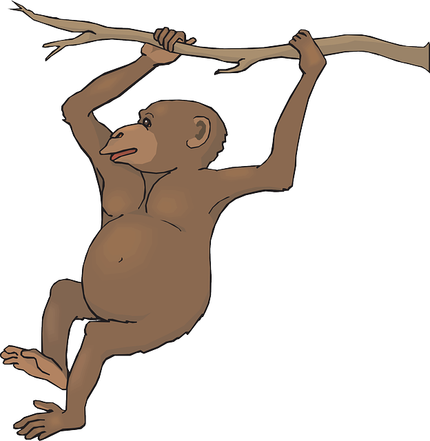 624x640 Top 91 Chimpanzee Clip Art