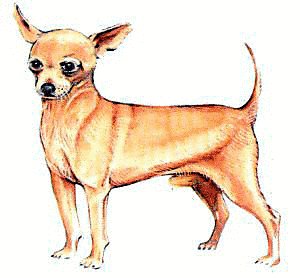 300x278 Chihuahua Clipart Free Clipart Images