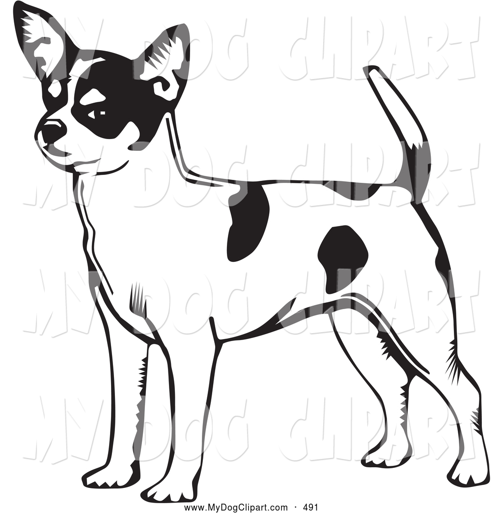 1024x1044 Cliprt Of Smilinglert Short Haired Chihuahua Dog