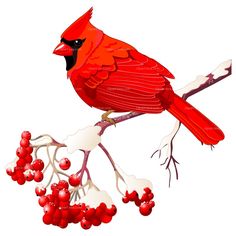 236x236 Virginia Cardinal Cliparts 272181