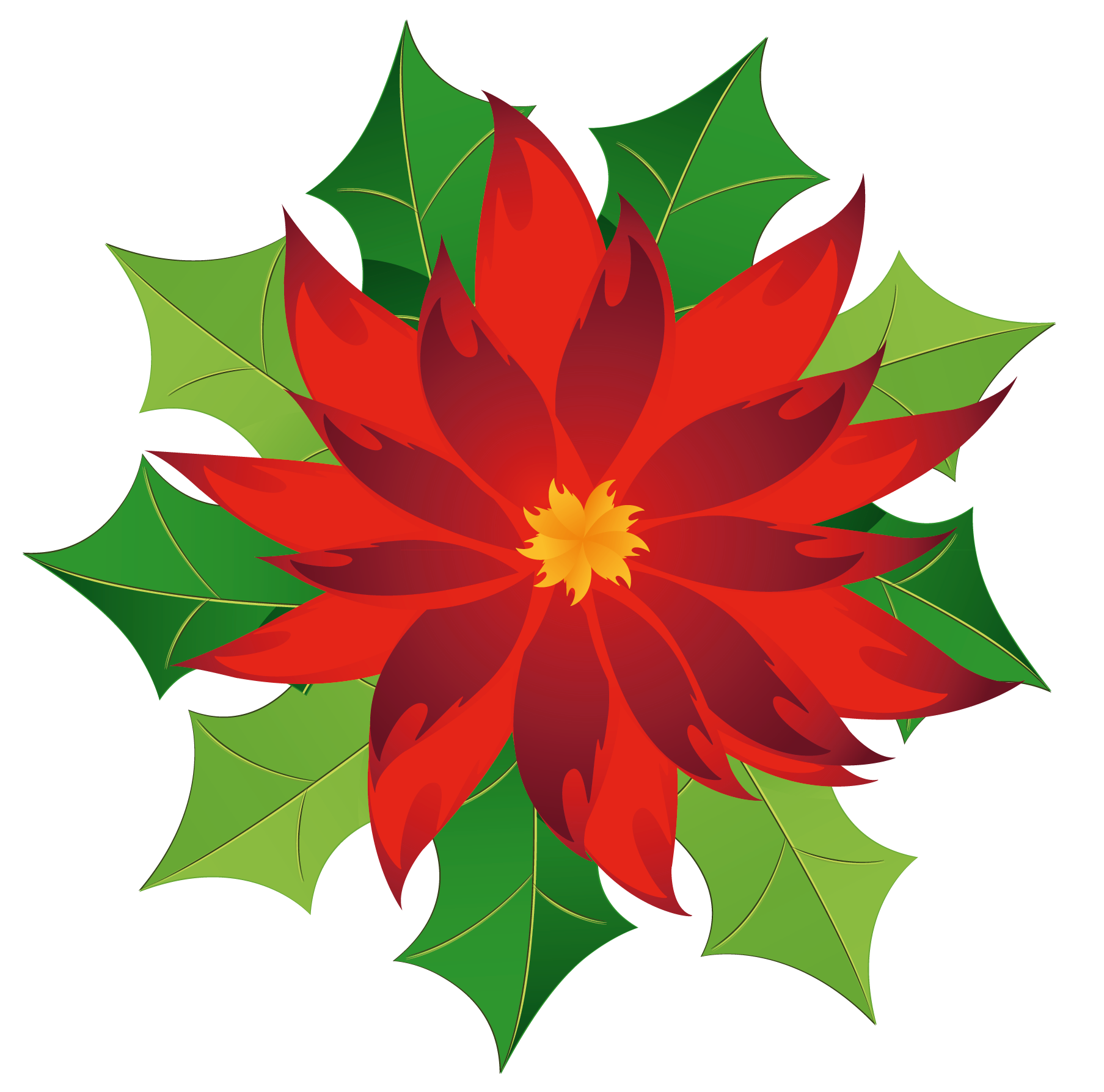 1807x1788 Poinsettia Clipart