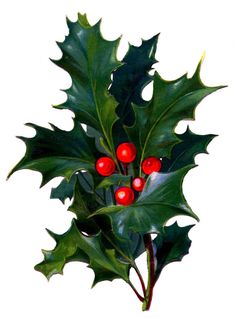 236x318 Vintage Christmas Flower, Holly And Berries Image, Vintage Floral
