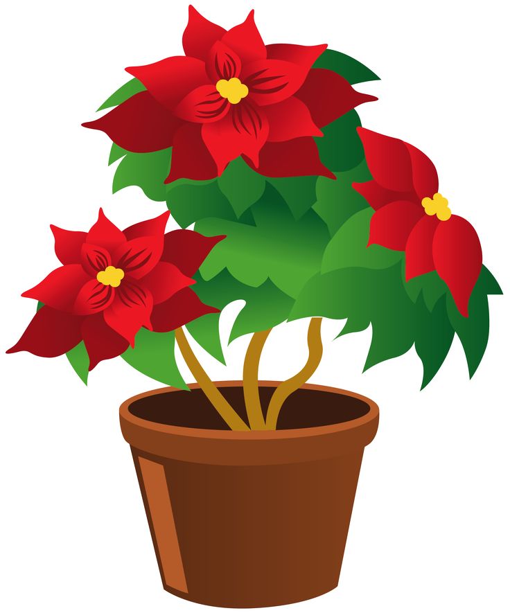 736x885 Poinsettia Clipart Ornamental Plant