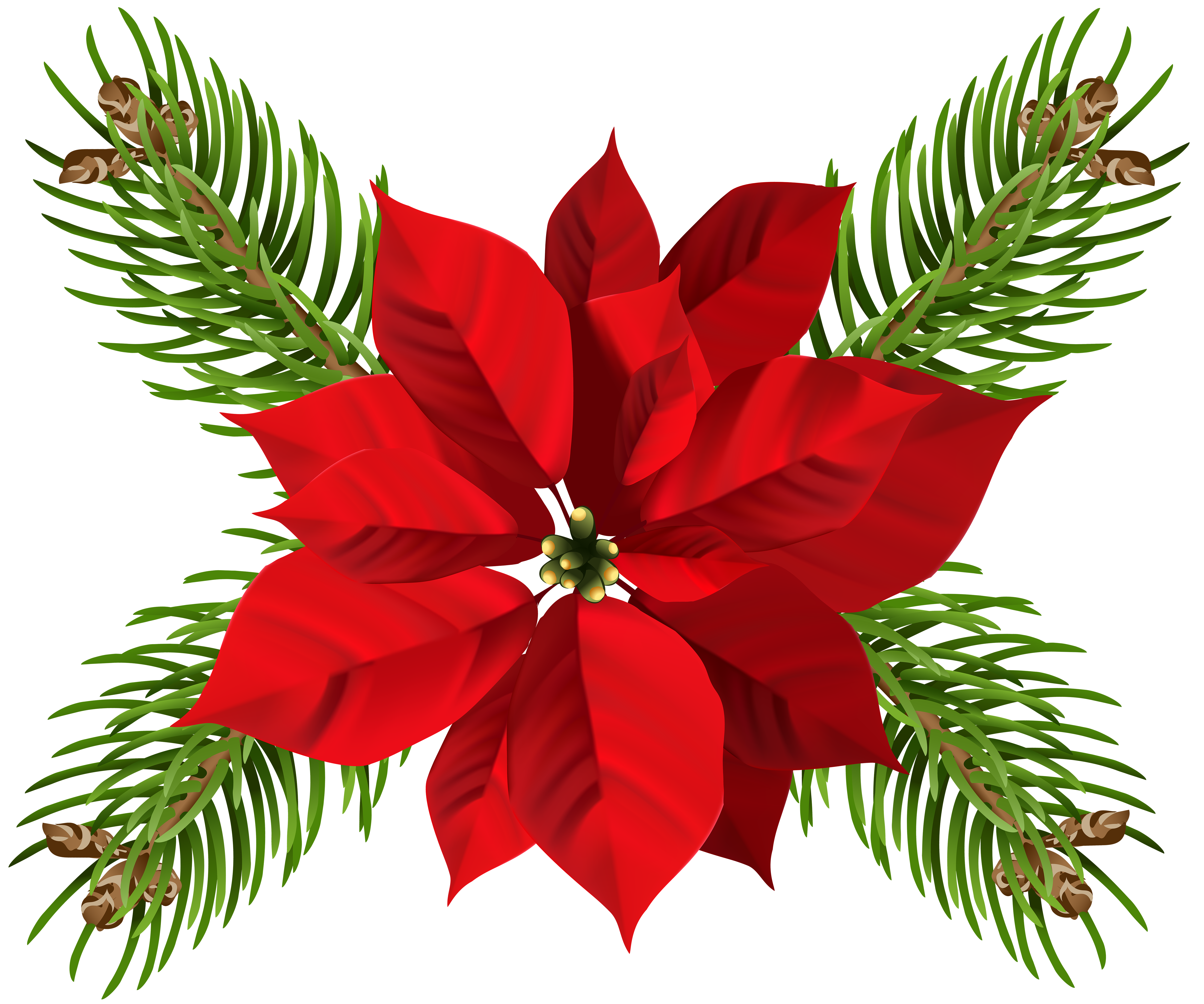 6000x5003 Christmas Poinsettia Transparent Png Clip Artu200b Gallery