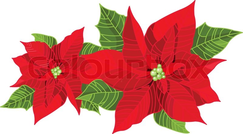 800x442 Christmas Decoration Poinsettia Stock Vector Colourbox