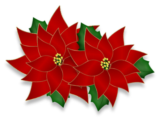 528x386 Psp Tube Download. Christmas Poinsettia Clipart. Great For Your