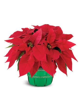 340x397 Poinsettia Delivery Send Poinsettias