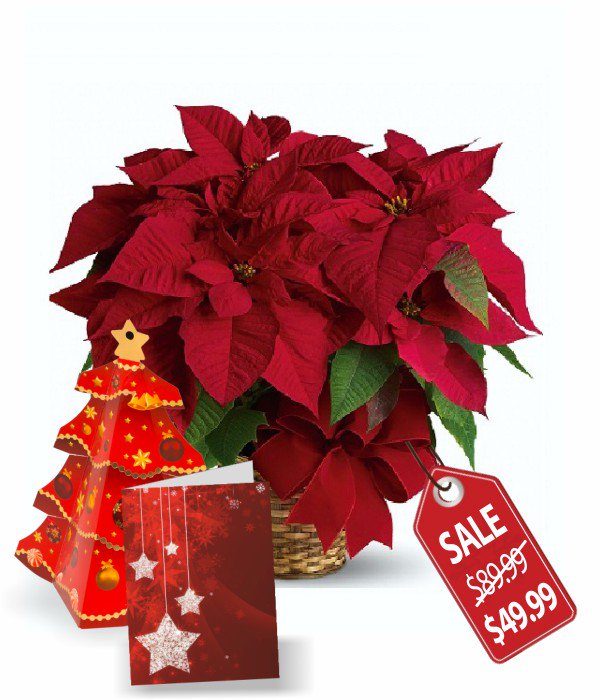 600x700 Poinsettias