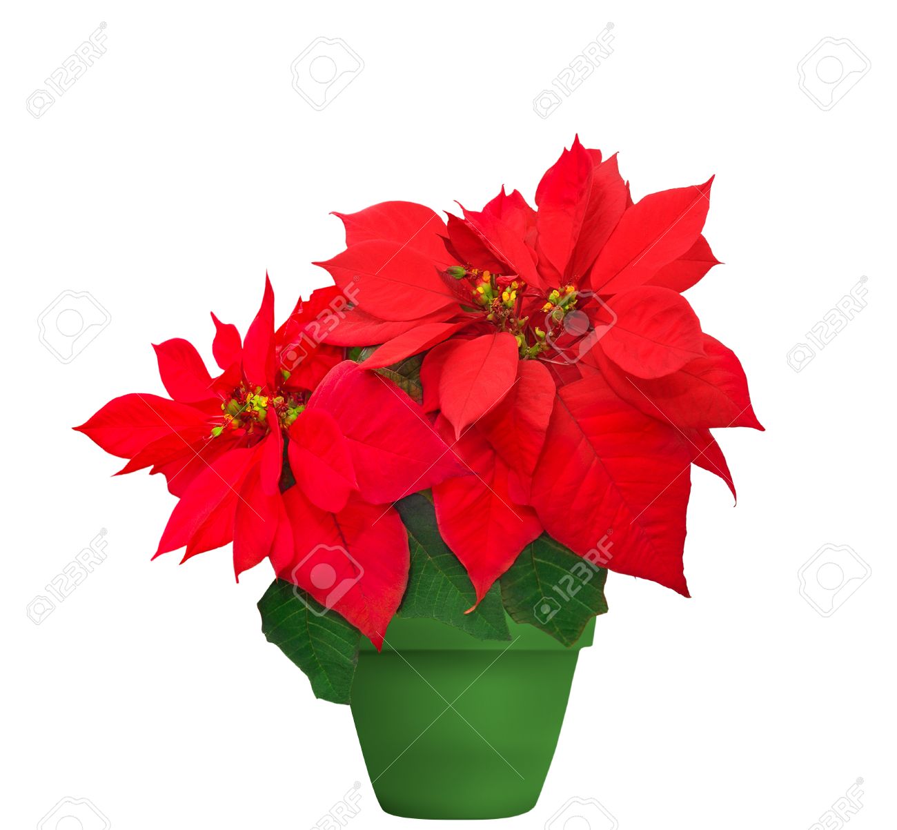 1300x1203 Red Poinsettia. Beautiful Christmas Flower In Green Flowerpot