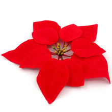 220x220 Buy Poinsettia Christmas Flower And Get Free Shipping