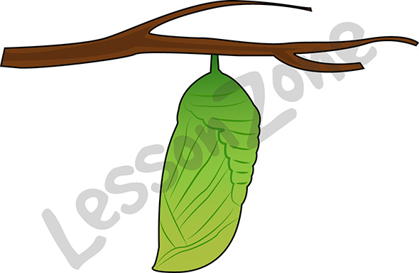 590x385 Pupa Butterfly Clipart, Explore Pictures