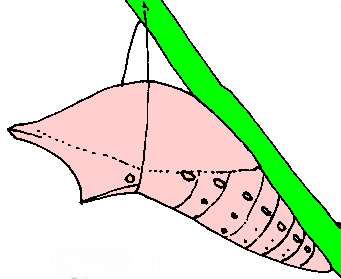 341x279 Squirrel Clip Art