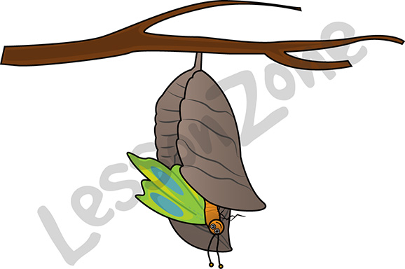 578x384 Chrysalis Clipart