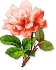 183x230 Free Chrysanthemum Clipart