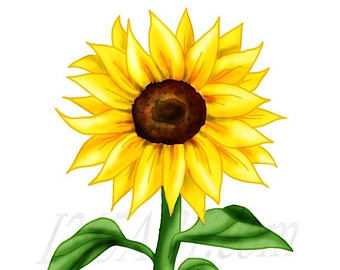 340x270 Sunflower Clip Etsy