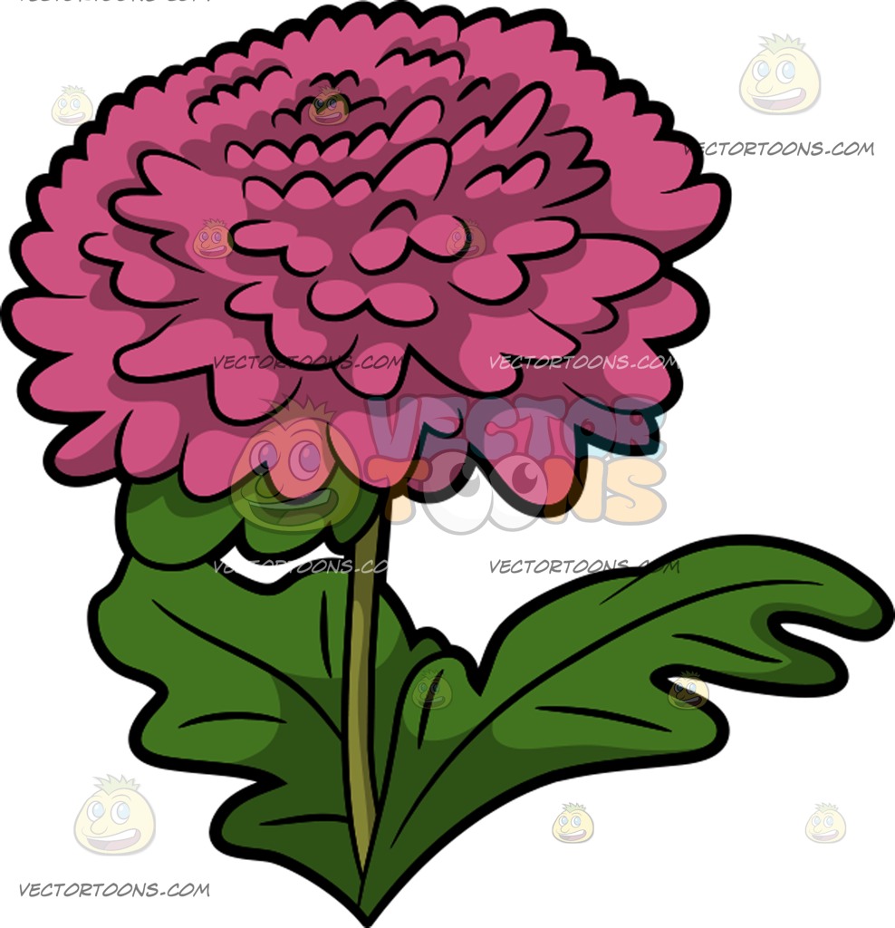 988x1024 A Pink Chrysanthemum Flower Cartoon Clipart
