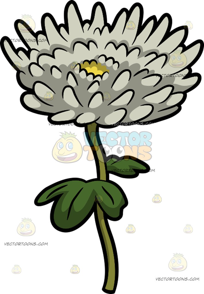 709x1024 A White Chrysanthemum Flower Cartoon Clipart