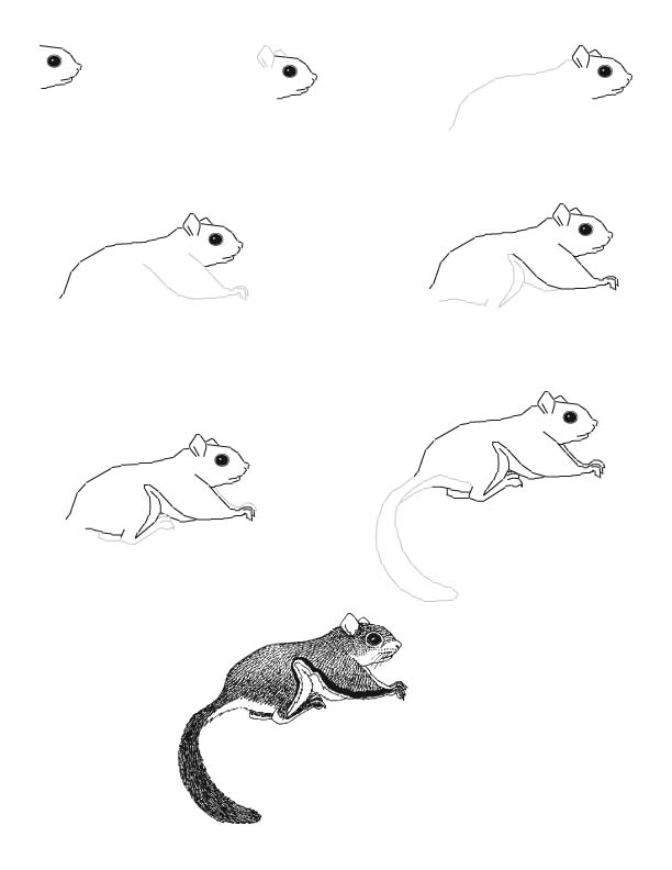 612x792 How To Draw A Squirrel