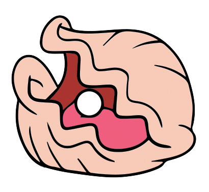 410x377 Clams Clipart