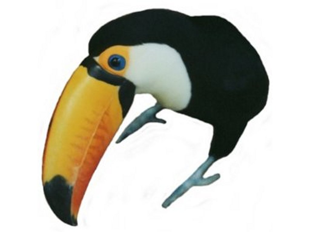 1024x768 Free Toucan Clipart Pictures