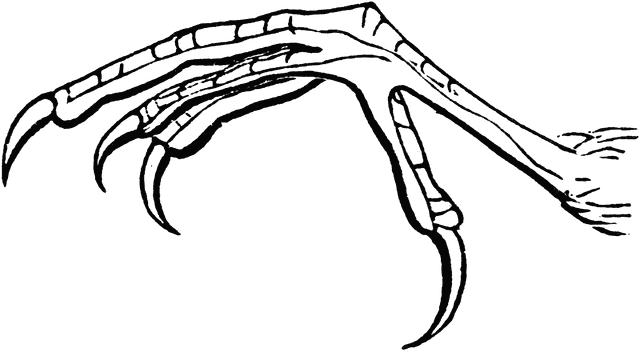 Claw Clipart