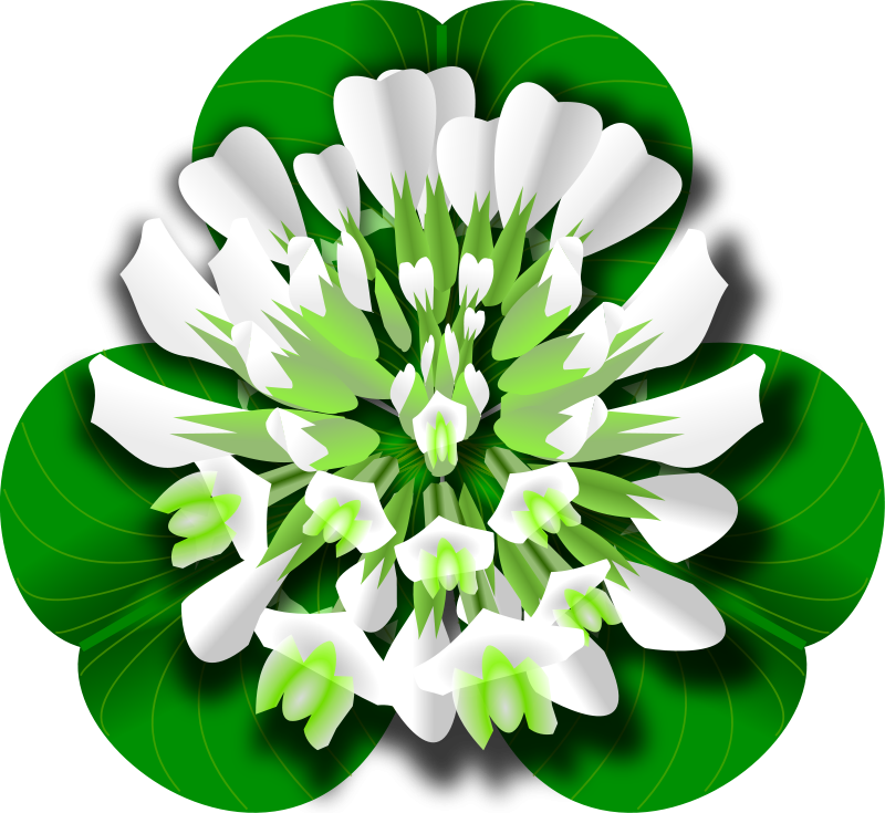 800x735 Free Clipart White Clover Flower Jesseakc