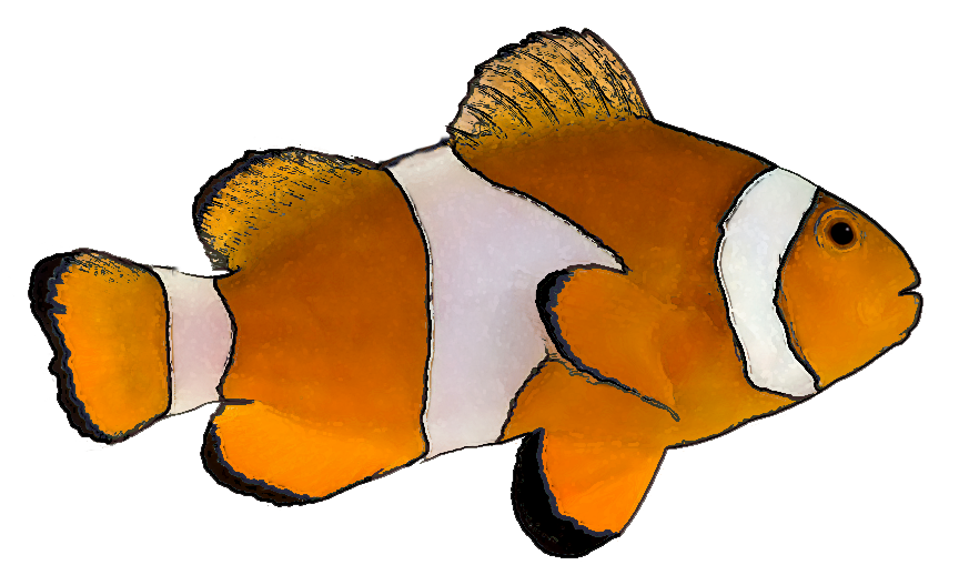 873x527 Free Tropical Fish Clip Art Clipart Panda