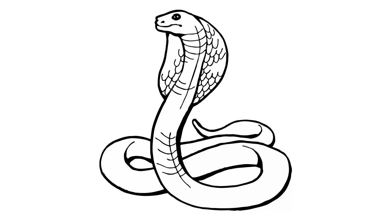 Cobra Drawing | Free download on ClipArtMag