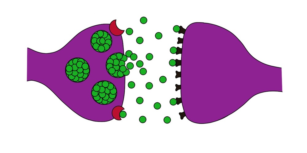 1000x501 Cocaine And The Brain Clip Art Cliparts