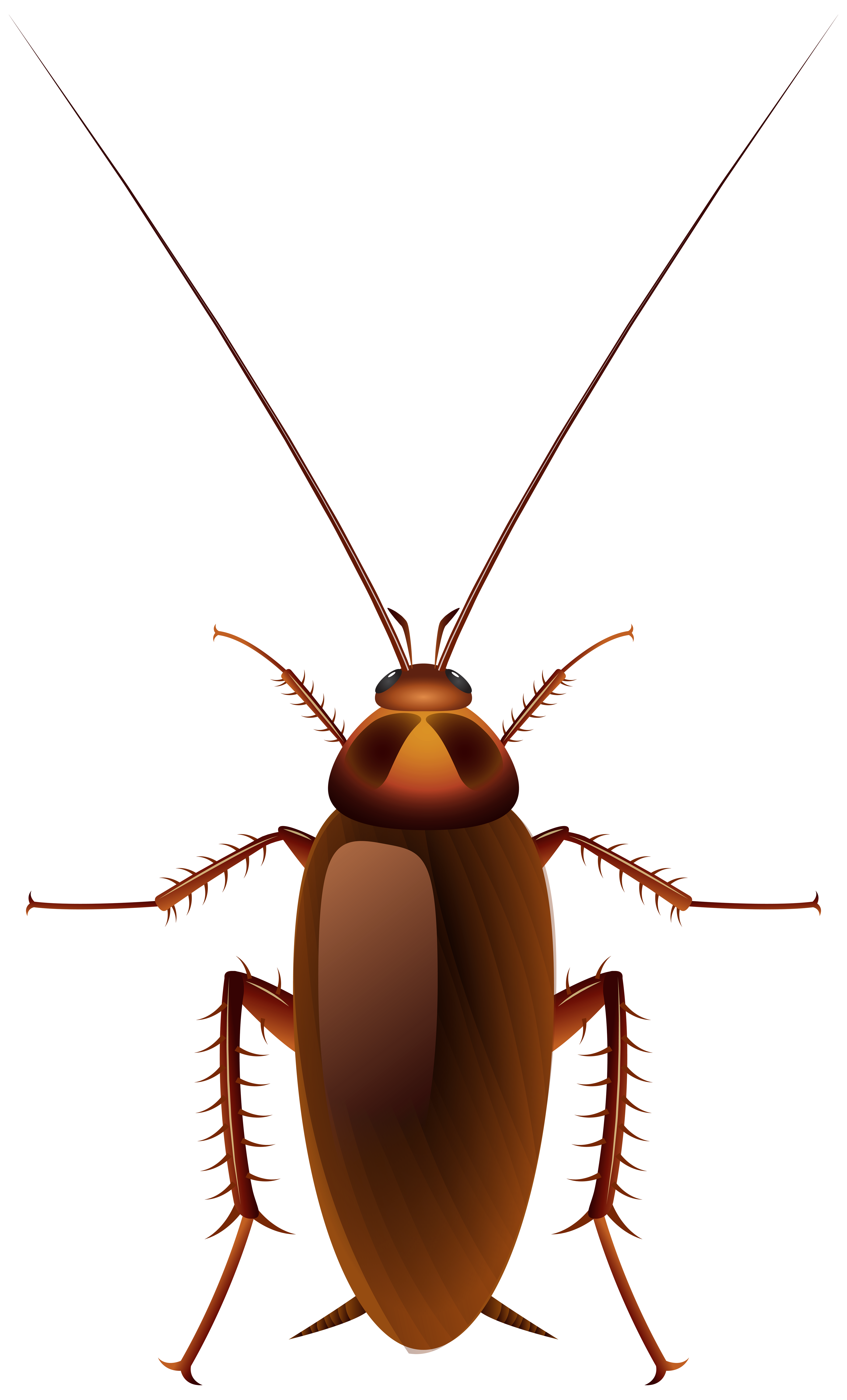 4839x8000 Cockroach Png Clip Art
