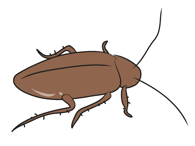 640x480 Cockroach Clip Art Free Clipart Images 2