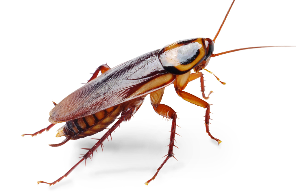 1024x666 Roaches Clip Art Cliparts