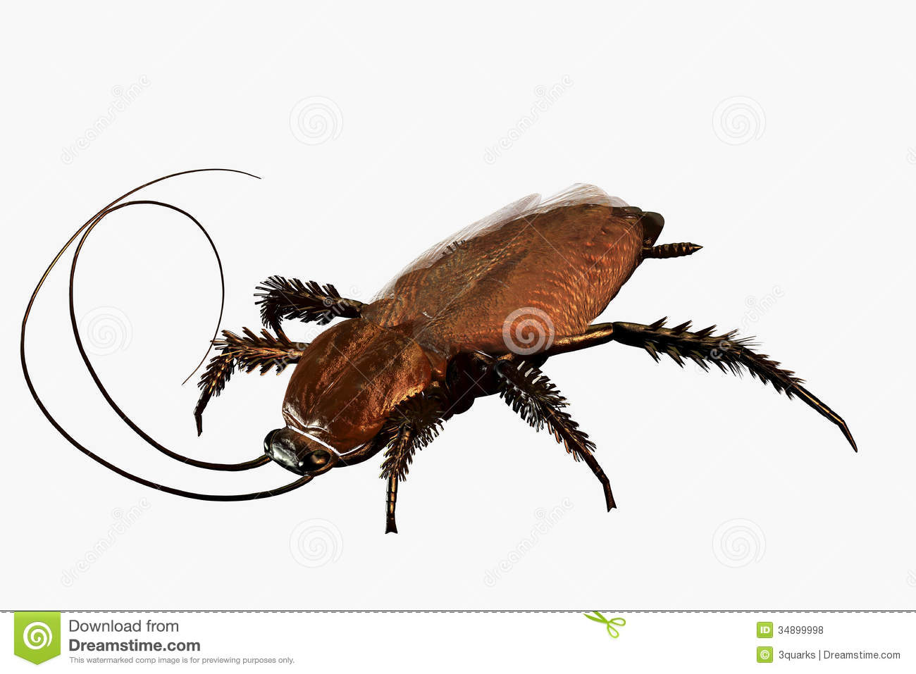 1300x957 Cockroach Clip Art