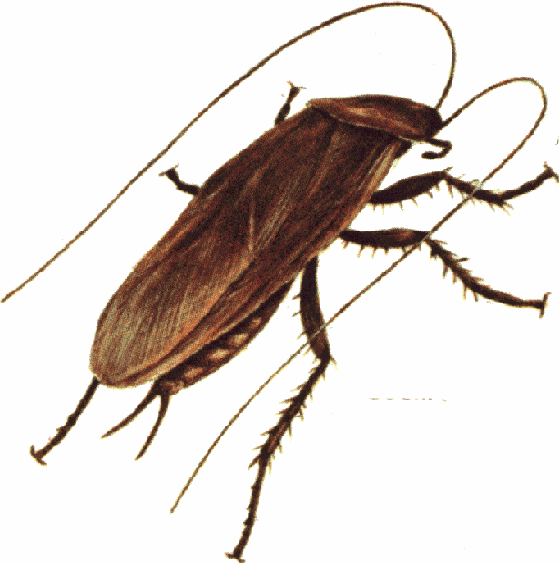 614x619 Cockroach Clipart Clipart Panda