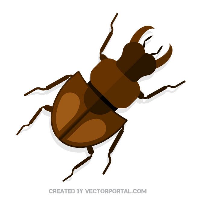 660x660 Stag Beetle