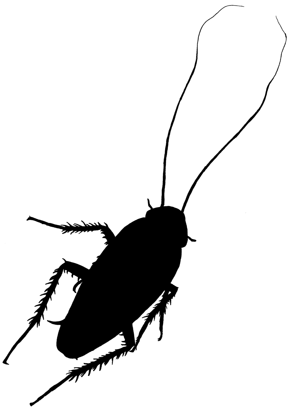 1024x1431 Cockroach Clip Art